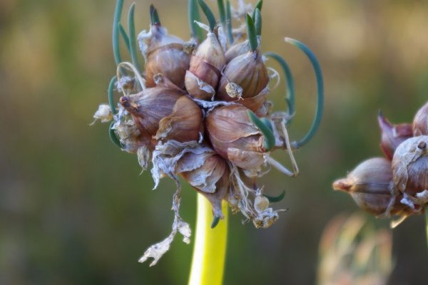 Рабочие ссылки kraken onion