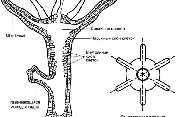 Какой кракен сейчас работает